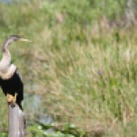 An Anhinga perches attentively. Everglades National Park