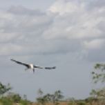 A Wood Stork coasts in for a landing. Everglades National Park.